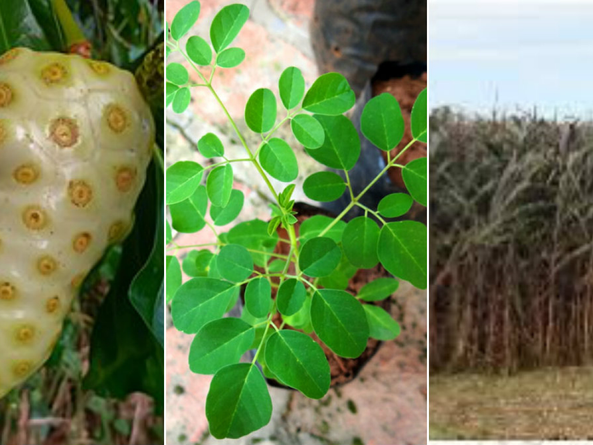 Foto De Hojas De Moringa Verde Brillante En Un Fondo Blanco Limpio. Imagen  de archivo - Imagen de platos, fruta: 339502709, image size:1200x900