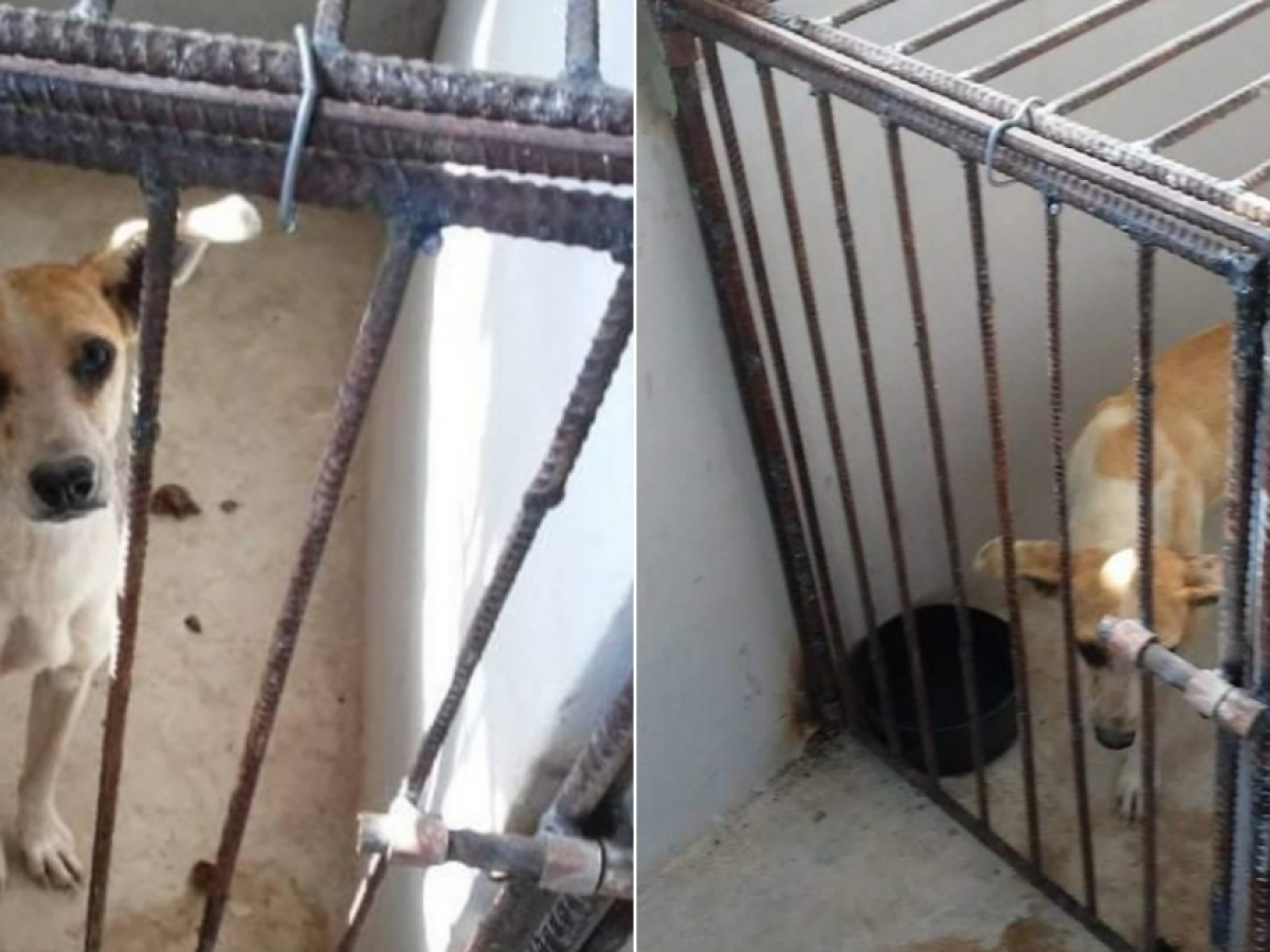 Continúa la recogida y sacrificio de perros callejeros en Mayarí, denuncian  activistas cubanos, image size:1200x900