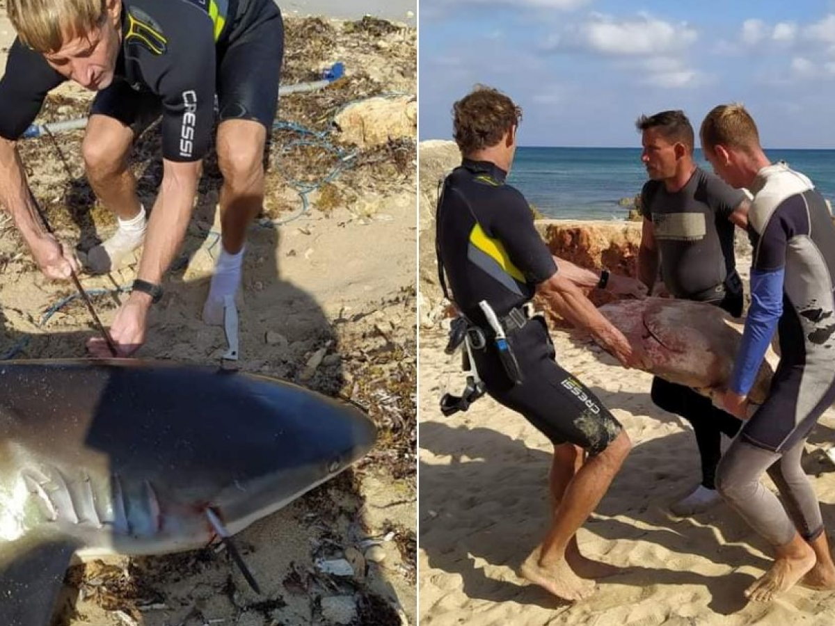 Pescador submarino captura enorme tiburón en La Habana, image size:1200x900