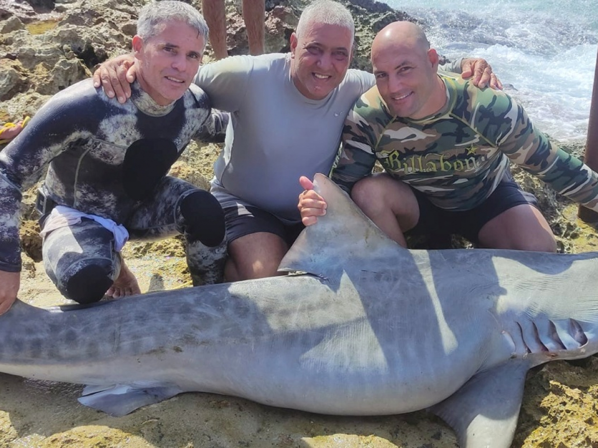 Pescadores submarinos cubanos capturan enorme tiburón tigre en Santa Cruz  del Norte, image size:1200x900