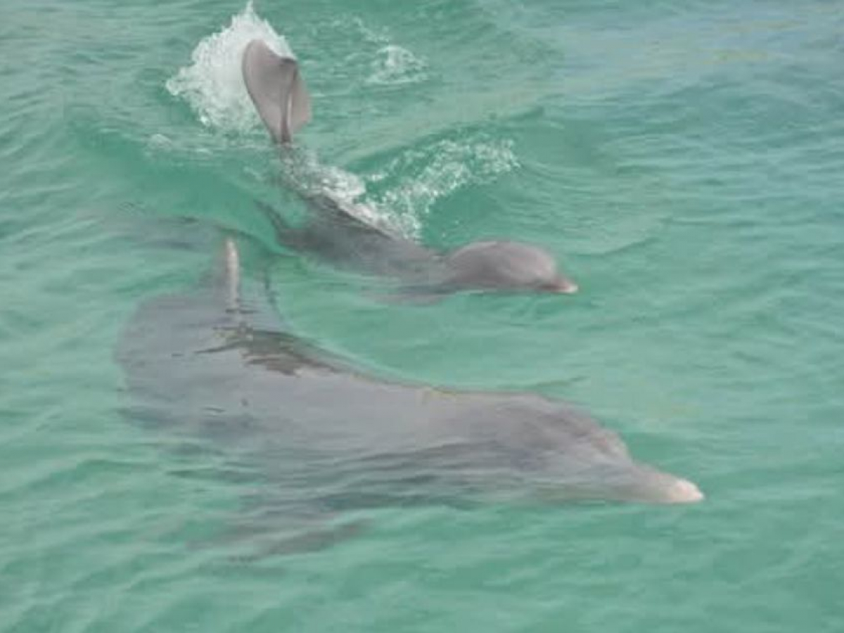 Biglietti per SEA LIFE Birmingham: Biglietto d'ingresso 2025 | SATOORDAY, image size:1200x900