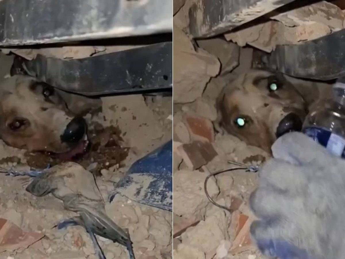 Firefighters rescue dogs from the rubble and touch hearts amid the tragedy in Venezuela