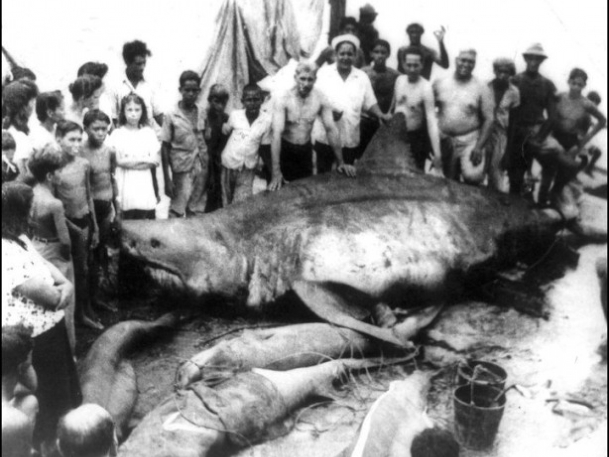 El Tiburón Blanco más grande del mundo se pescó en Cuba (Vídeo), image size:1200x900