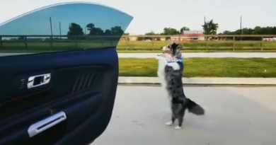 Un perro se suma al reto de bailar en la calle con el auto andando, ¡y deja a todos boquiabiertos!