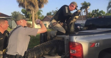 Policías de Florida atrapan a un inmenso cocodrilo de 9 pies en el jardín de una casa
