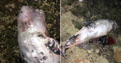 Encuentran una supuesta cría de ballena en la costa de Santa Fe, La Habana
