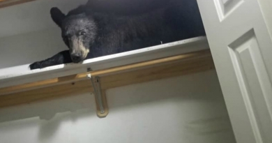 Un hombre regresa a su casa y encuentra un oso dormido en el armario 