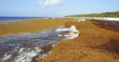Las algas sargazo afectan costas del occidente de Cuba