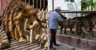 Capturan a tres leones fugados en Camagüey y sancionan a cuidador por falla de seguridad 