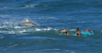 Tiburones - CiberCuba Noticias