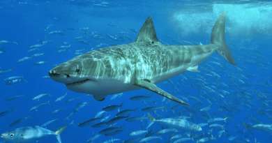 Tiburón ataca a una mujer en los Cayos de Florida