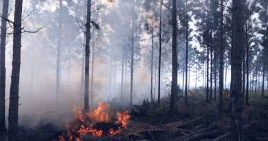 Reportan más de dos millones de hectáreas de bosques incendiados en Estados Unidos