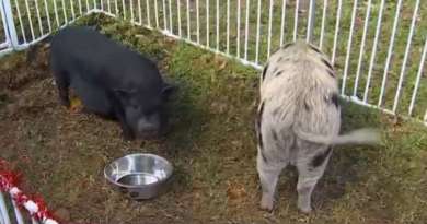 Alcalde de Hialeah indulta a dos cerdos para que no sean comidos en cena navideña