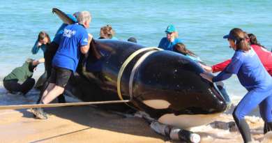 Orca queda varada en playa de Florida 