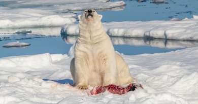 Oso polar mata a una madre y su hijo de un año en poblado de Alaska 