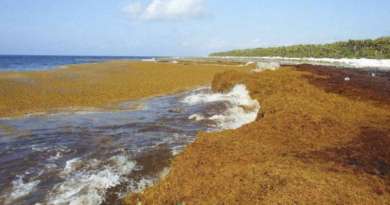 Empresa estatal quiere utilizar algas marinas en la industria alimentaria