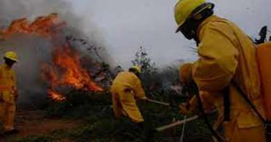 Machete forestal 20″ - Inforest - Líderes en Equipamientos para Incendios  Forestales