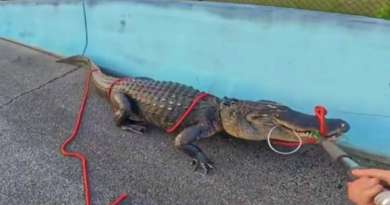 Enorme caimán dio batalla antes de ser capturado en carretera de Florida 