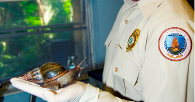 Detectan plaga de caracol africano en el sur de Florida