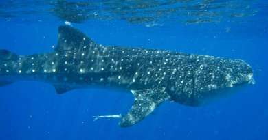 Tiburón ballena sorprende a grupo de personas en un bote en Florida