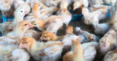 Virus de la gripe aviar podría mutar y adaptarse para infectar a los humanos, advierte la OMS