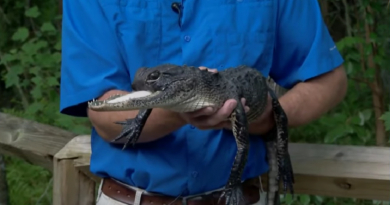 Rescatan en Florida a caimán que perdió la parte superior de su mandíbula