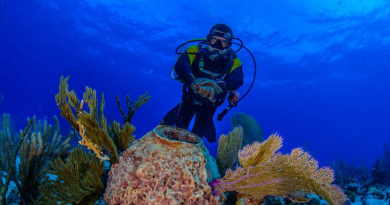 Gobierno cubano prepara concurso mundial de fotografía subacuática en Varadero