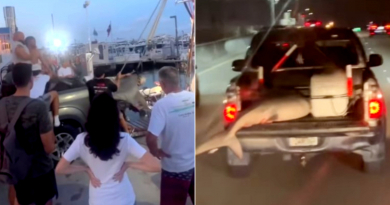 Pescadores de Miami capturan tiburón en embarcación de recreo y se lo llevan en una pick-up