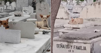 Piden ayuda para atender a los perros del Cementerio de Colón 