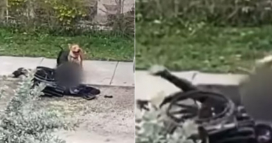 Brutal ataque de dos perros a un hombre en silla de ruedas en Miami