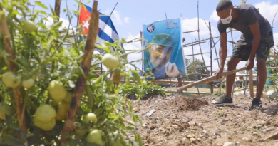 Familia crea un huerto en La Habana y uno de los 5 espías la felicita: "Cultiva tu pedacito"
