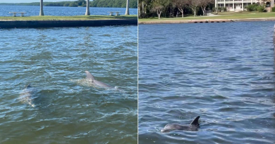Familia de delfines visita Deering Estate en Miami