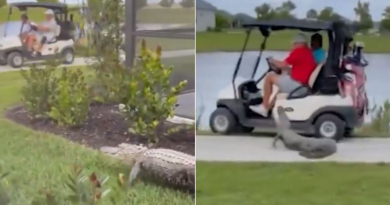 Alligator ataca a personas en un carrito de golf en Florida