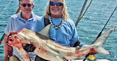 Episodio alarmante: Tiburón blanco ataca a otro capturado por pescadores de Miami