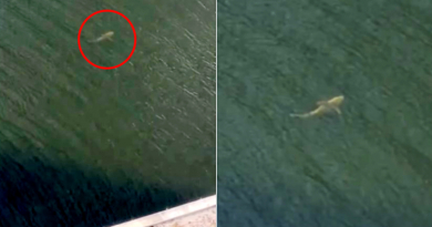 Avistan enorme tiburón en el río Miami
