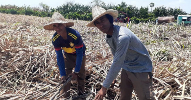 En plena crisis de la industria azucarera, gobierno realiza competencia de corte manual de caña en Granma
