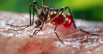 Innovación en La Habana: liberan por primera vez mosquitos Aedes aegypti estériles usando drones