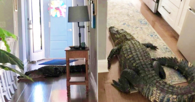 Una mujer queda en shock en Florida al descubrir un enorme caimán en su cocina