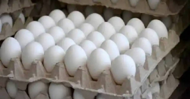 Vuelven los huevos a bodegas de Villa Clara: "Nuestras aves se recuperan de las afectaciones"