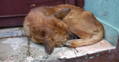 Gobierno se pronuncia sobre sacrificio de perros para vender su carne en Mayabeque