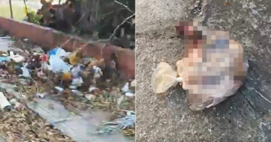 Encuentran más restos de perros en plena calle de San José de Las Lajas