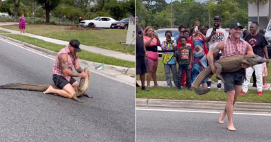 Hombre en Florida captura cocodrilo con sus manos en plena calle