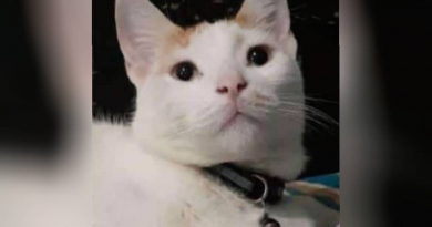 Ofrecen recompensa para encontrar a un gato perdido en La Habana