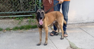 Buscan a dueños de perro perdido en Santiago de Cuba
