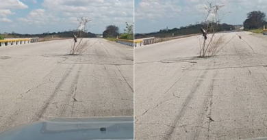 Usan mata de marabú para alertar sobre hueco en la Autopista Nacional de Cuba