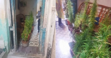 Buscan hogar adoptivo para perrita Luna por emigración de sus dueños: “Prometemos enviarle comida e insumos” – CiberCuba