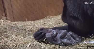 El impresionante momento del parto de un gorila en un zoológico en Washington