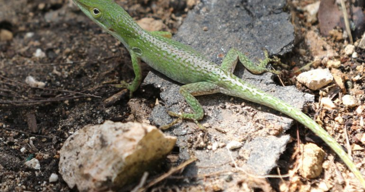 Lagarto cubano © Diario de las Américas