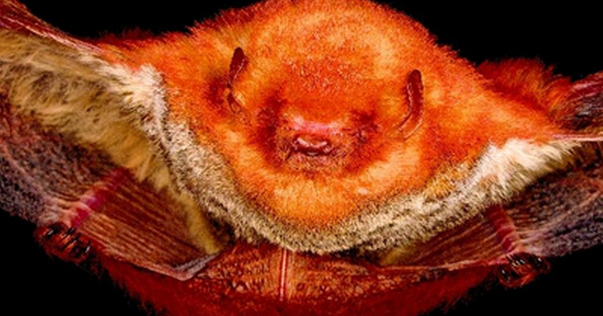 murciélago rojo © Reportan hallazgo en Varadero de un tesoro: el llamado "murciélago rojo"