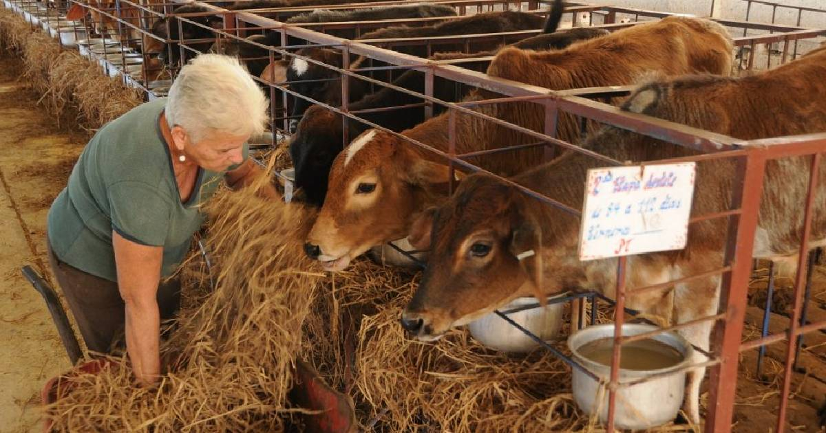 Entrega de leche y carne de res aumenta en Artemisa, según el gobierno